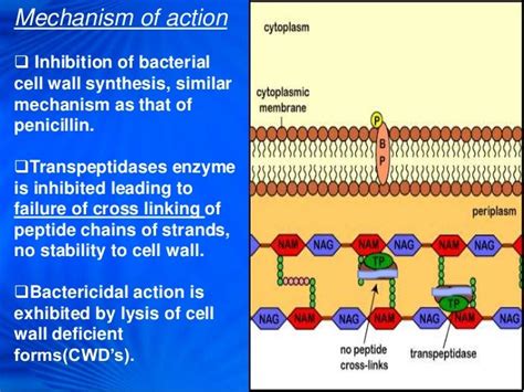 CEPHALOSPORINS