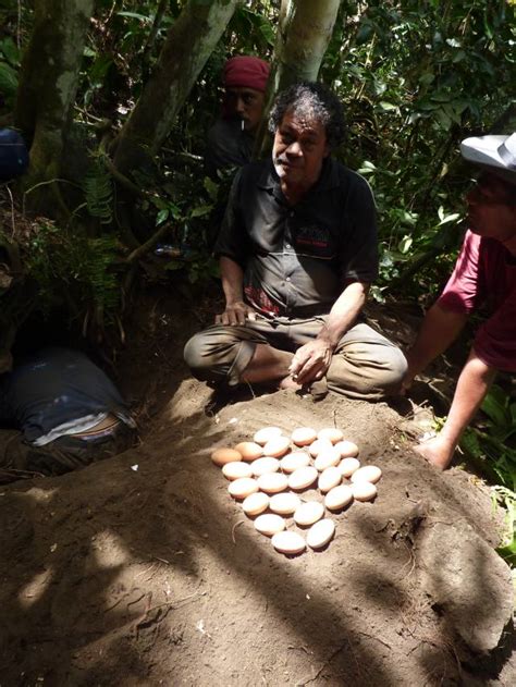 Saving the Polynesian Megapode: a clash between culture and ...