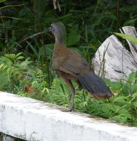 Plain Chachalaca - DSCF4690c | Flickr - Photo Sharing!