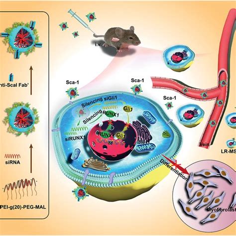 Schematic illustration of the antifibrotic effect of the as‐synthesized ...