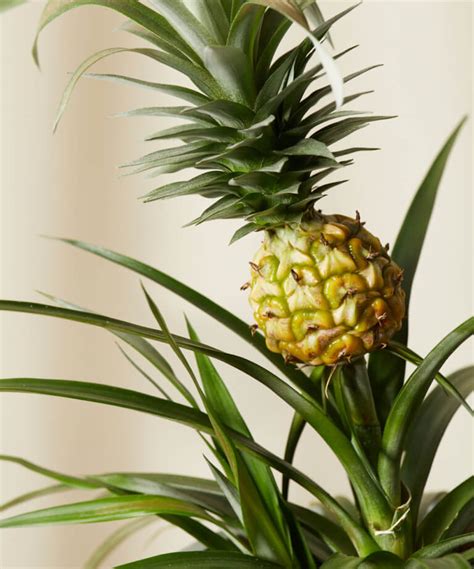 Buy Potted Bromeliad Pineapple Indoor Plant | Bloomscape