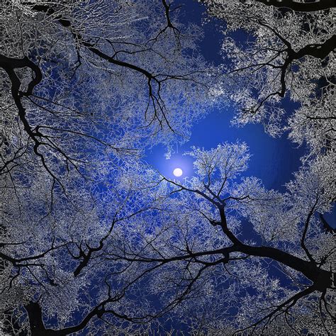 Moonlight Trees Digital Art by Igor Zenin