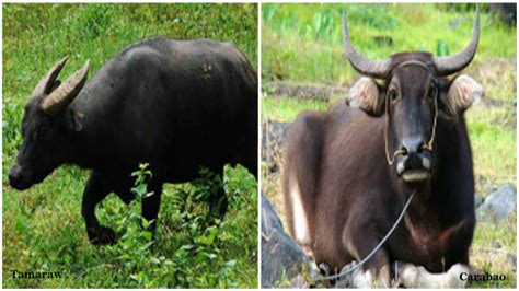 The tamaraw of Mindoro