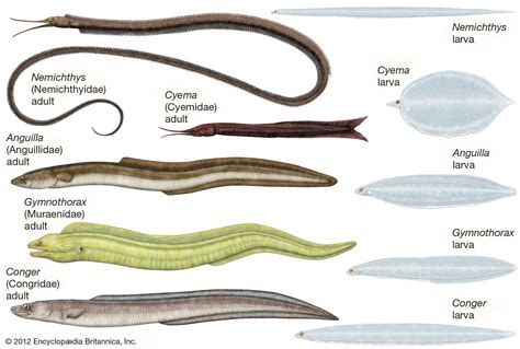 Eel | Description, Types, & Facts | Britannica