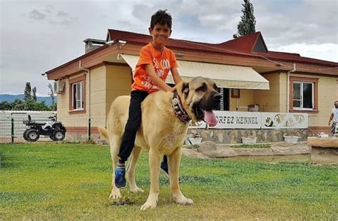 Perros gigantes: descubre las razas más imponentes y su fascinante historia