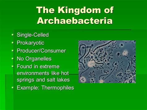 Archaebacteria Examples