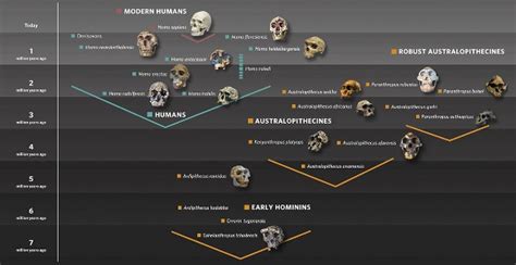 Human Evolution gallery | Natural History Museum