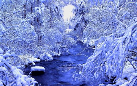 Winter Forest Wallpapers - Wallpaper Cave