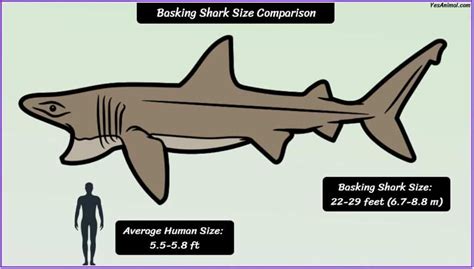 Basking Shark Size: How Big Are They Compared To Others?