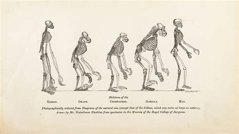 Biology Vocabulary: Natural Selection and Evolution Diagram | Quizlet