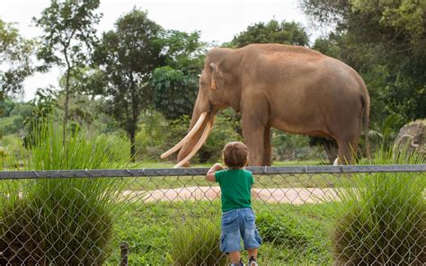 San Diego Zoo: Exotic Animals and Interactive Experiences