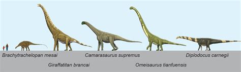 Sauropod Size Comparison