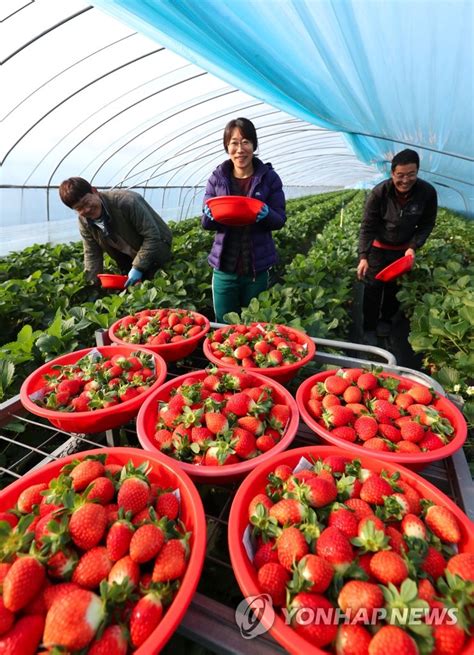 Strawberry harvesting | Yonhap News Agency