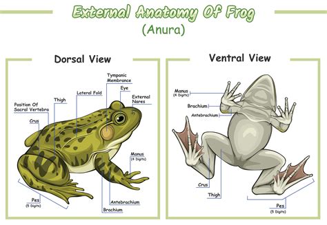 External anatomy of frog 21450269 Vector Art at Vecteezy