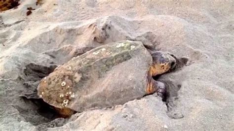 Loggerhead Sea Turtle Nesting!!! - YouTube