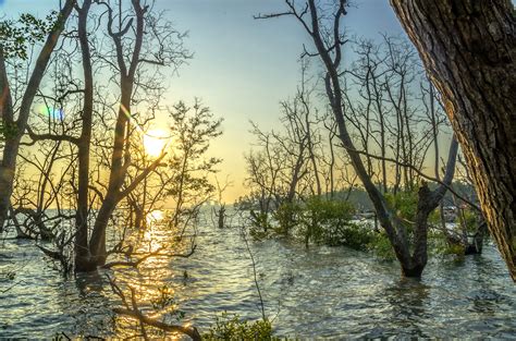 Swamp landscape by astarskyles on DeviantArt