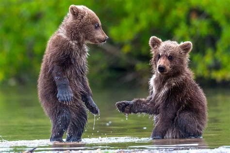 Adorable bear cubs shaking hands - Irish Mirror Online