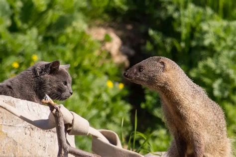 Egyptian Mongoose - Facts, Diet, Habitat & Pictures on Animalia.bio