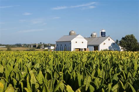 The Forgotten History of Small-Scale American Tobacco Farming — Food ...