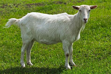 8 Types of Goat Breeds