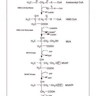 The acetyl coenzyme a metabolie process. | Download Scientific Diagram