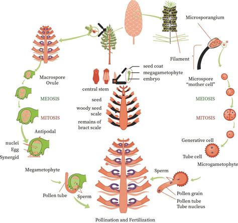 Life Cycle Of Gymnosperms | bartleby