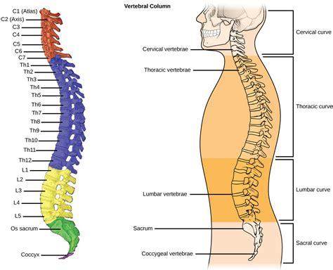 Axial Skeleton – The Vertebral Column and The Thoracic Cage | BIO103 ...