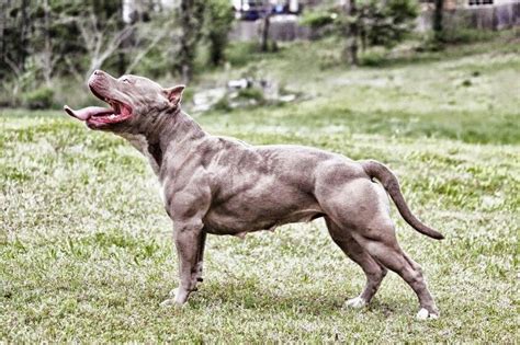 Pin by Thauan Daielly on Pittbul | Bully breeds dogs, Pitbull dog ...