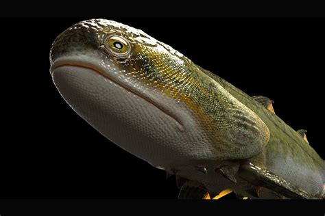 Gallery: Ancient Fish Fossils Reveal Evolutionary History - Caixin Global