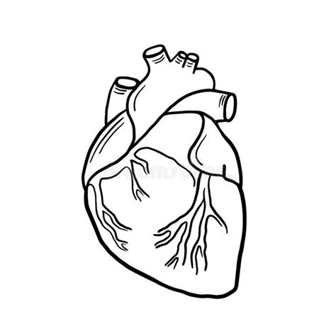 Anatomical Heart. Vector Linear Illustration Of A Heart. Anatomical ...