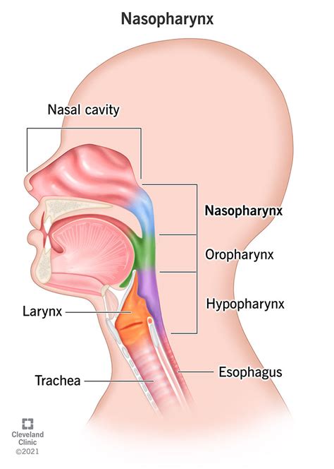 Nasal Cavity And Pharynx Anatomy Diagram The Respiratory System | The ...