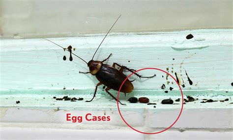 Signs of a Cockroach Infestation (With Pictures) - Dodson Pest Control