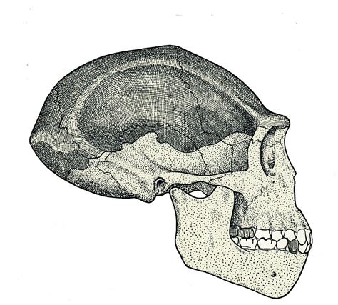 Homo Erectus Skull by Sheila Terry