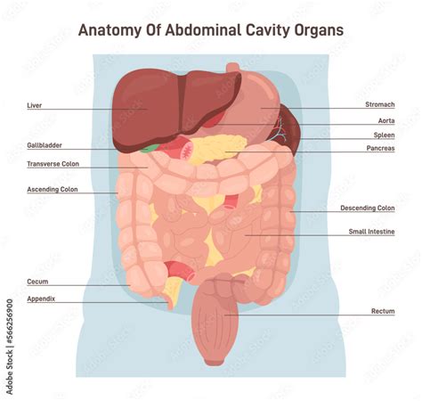 Human abdominal cavity organs. Digestive and vital system. Internal ...