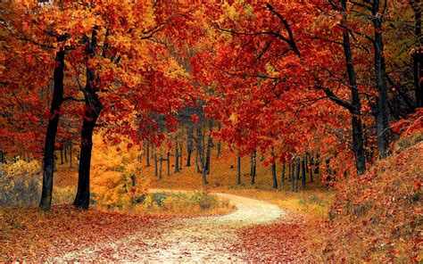 Autumn Forest Path Wallpapers - Wallpaper Cave