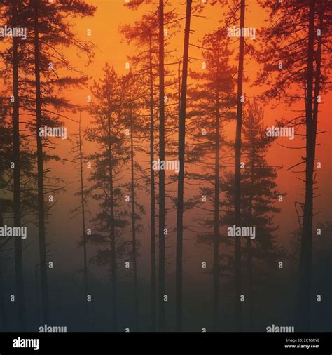 tree and sunset in the mountain in the nature Stock Photo - Alamy