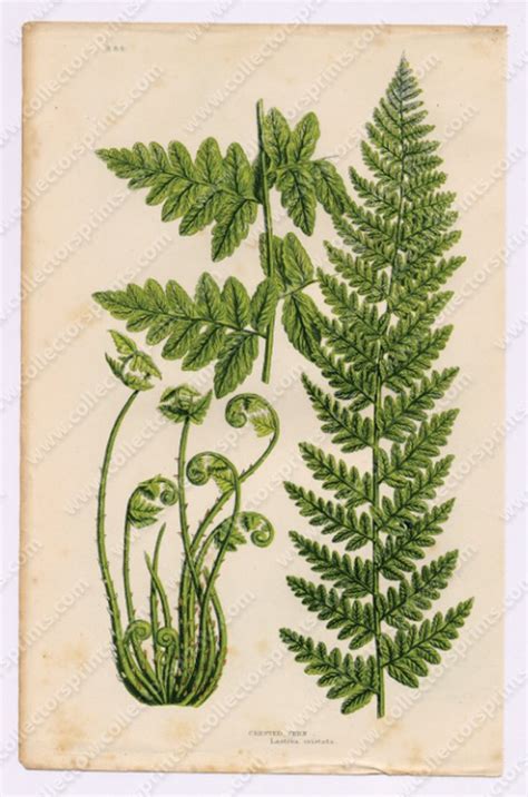 Antique Fern Print 16, circa 1870