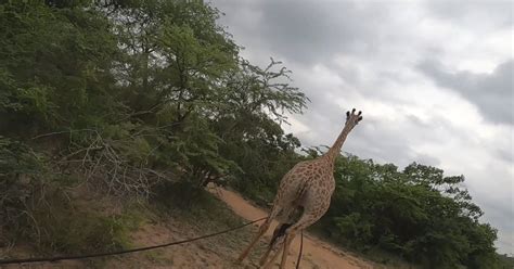 Une girafe sauvée d'un piège de braconniers