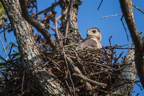 Cooper s Hawk Nesting stock image. Image of coopers, feather - 42618393