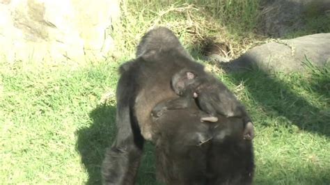 Baby gorilla crushed to death by closing hydraulic door at San ...