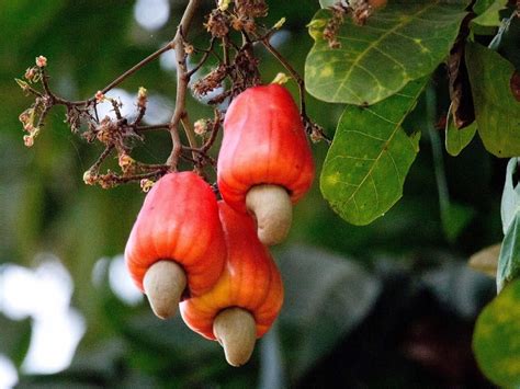 Cashew Apple Tree Anacardium Orridentale Rare 'fruit' Seeds Cashew Nut ...