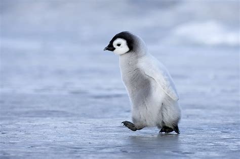 Penguins On Iceberg, Icebergs, Antarctica, Penguins HD wallpaper | Pxfuel