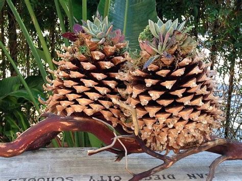 Coulter Pine Cone Planter, Filled with Unique Succulents | Coulter pine ...