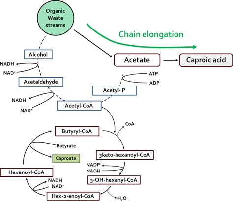 Chain elongation process and associated pathway for the generation ...