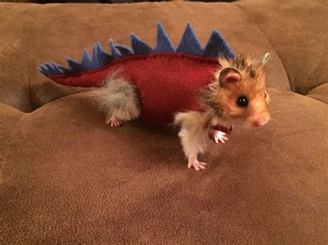 Hamster dinosaur Halloween costume | Cute hamsters, Cute baby animals ...