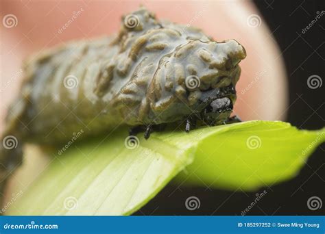 Close Up Shots of the Life Cycles of Leaf Beetle Stock Photo - Image of ...