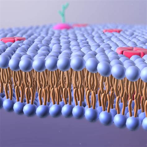 Lipid Bilayer Of Cell Membrane