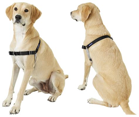 9 Types Of Dog Harnesses For EVERY Type Of Dog (+ What We Use) 2020 (2023)