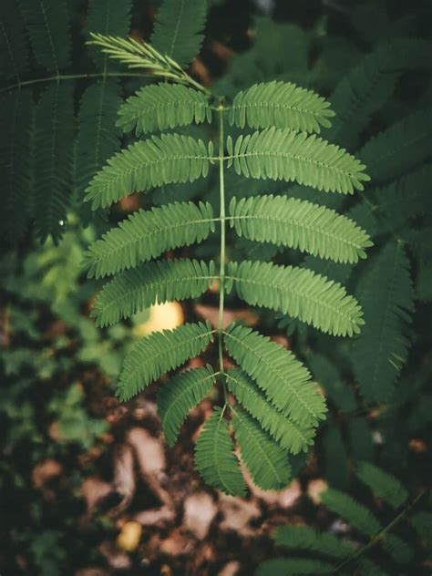 African Acacia Tree Leaves