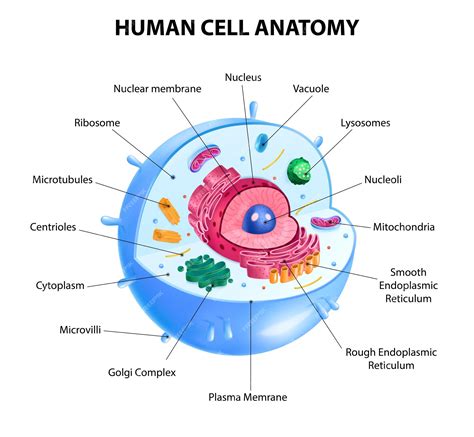 Printable Human Cell Diagram